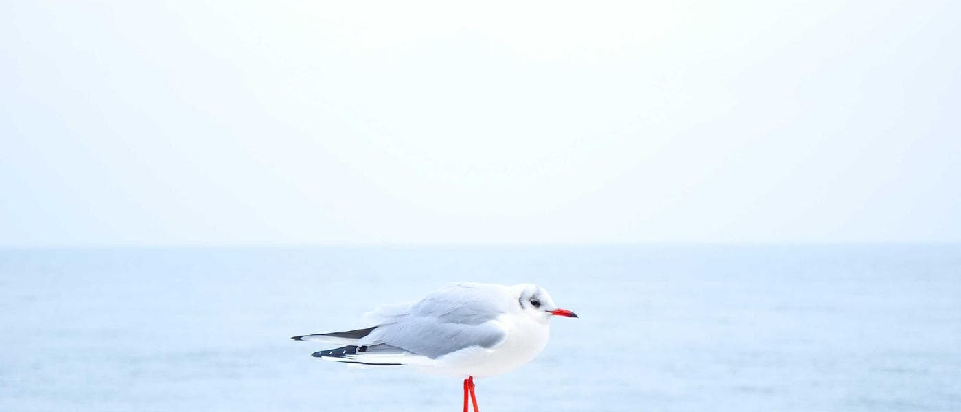 L'art de la confection artisanale